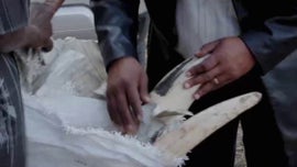 Imagem de O Feiticeiro e o Traficante de Marfim