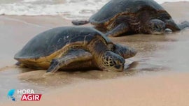 Estudo e Conservao das Tartarugas Marinhas