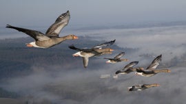 As Rotas Secretas das Aves Migratrias