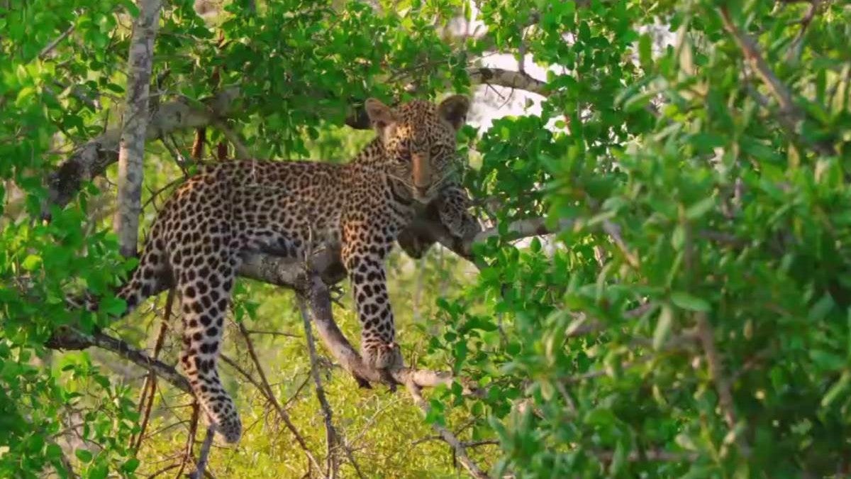 Mala Mala - África Colossal - Documentários - Natureza E Vida Selvagem ...