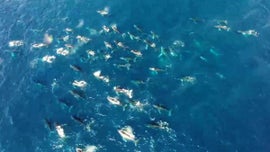 Imagem de O Regresso dos Gigantes