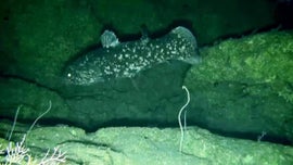 Imagem de � Procura do Dinossauro Vivo