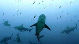 Imagem de Mares de Tubar�es