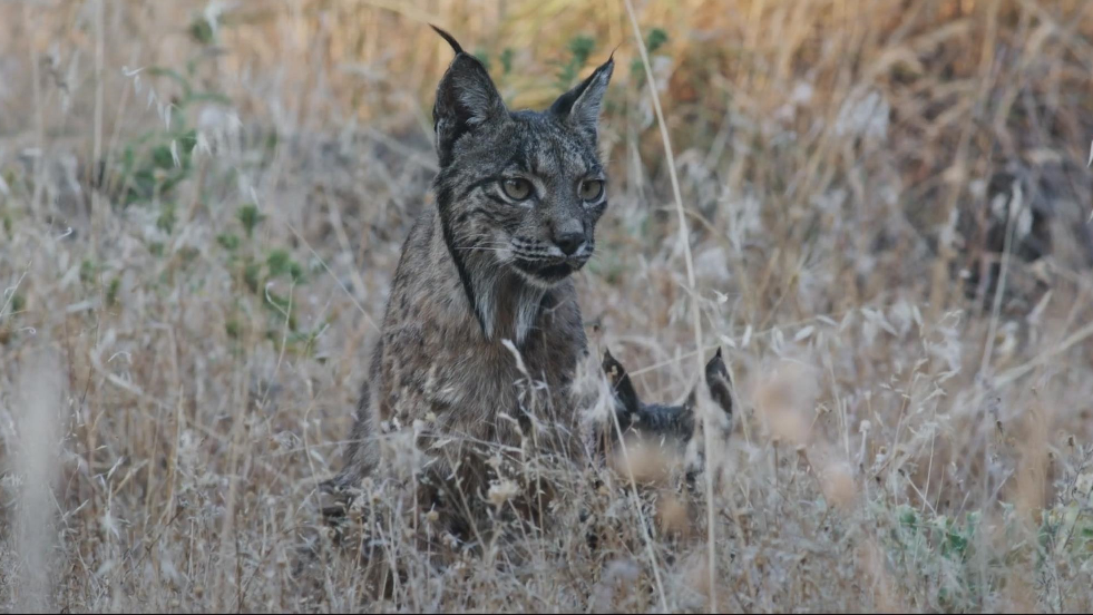 Imagem de Montado - O Bosque do Lince Ibérico