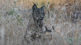 Montado - O Bosque do Lince Ibrico