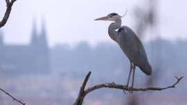 Imagem de Praga Selvagem