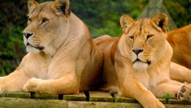 Imagem de A Vida Secreta do Parque Safari