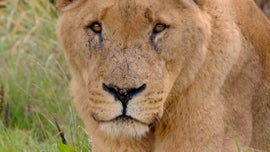 Imagem de A Vida Secreta do Parque Safari