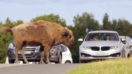 Imagem de A Vida Secreta do Parque Safari