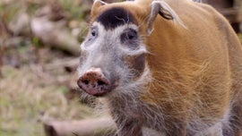 Imagem de A Vida Secreta do Parque Safari