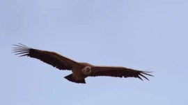 Imagem de A Ascens�o da Natureza