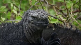 Imagem de Sobreviventes