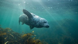 Imagem de Mares em Movimento: Maravilhas do Mar do Norte