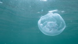 Imagem de Mares em Movimento: Maravilhas do Mar do Norte