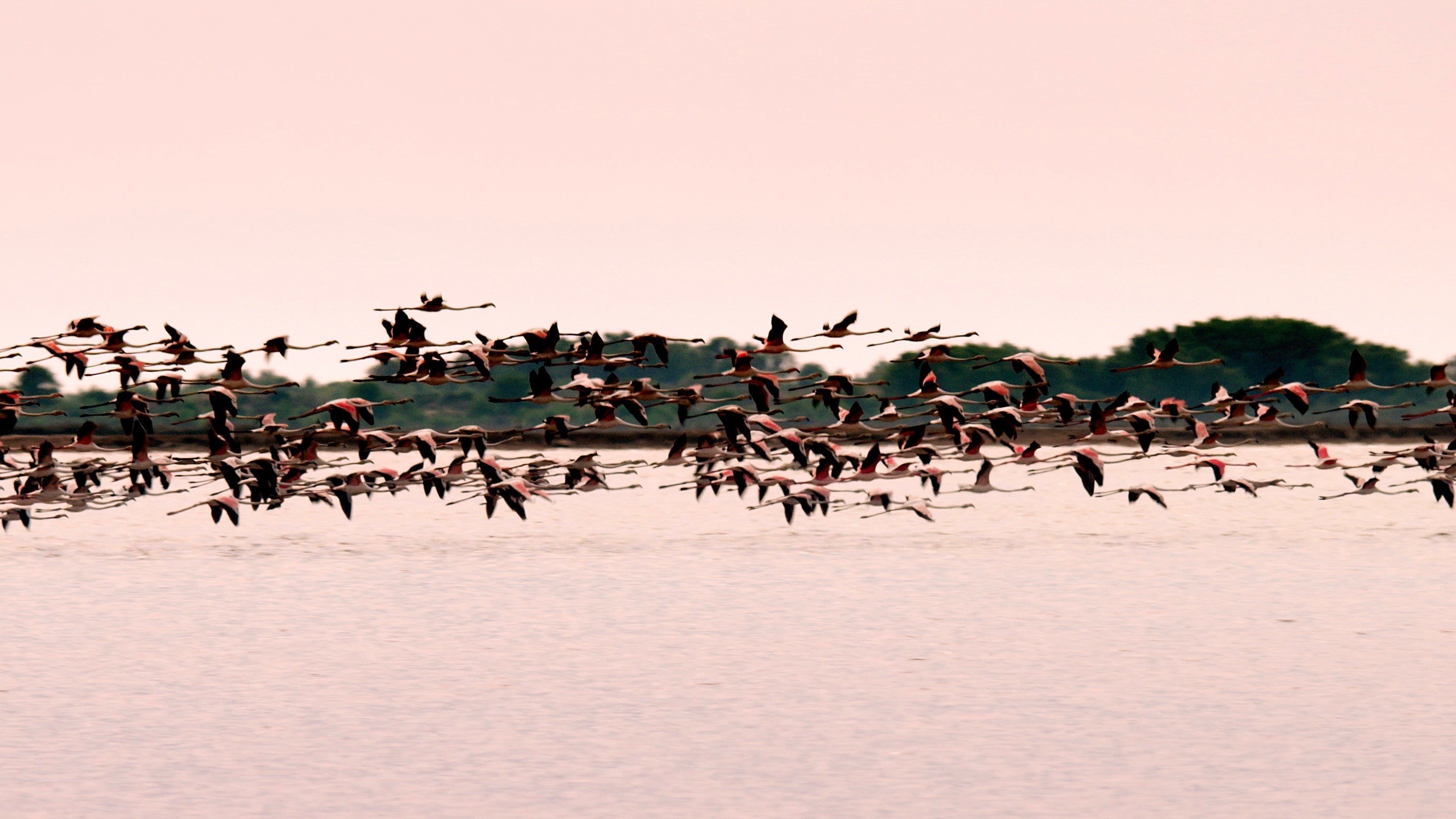 Imagem do Programa / Episiódio - A Camarga, Selvagem e Frágil - O Reino da Água Doce
