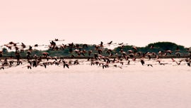 Imagem de A Camarga, Selvagem e Frgil