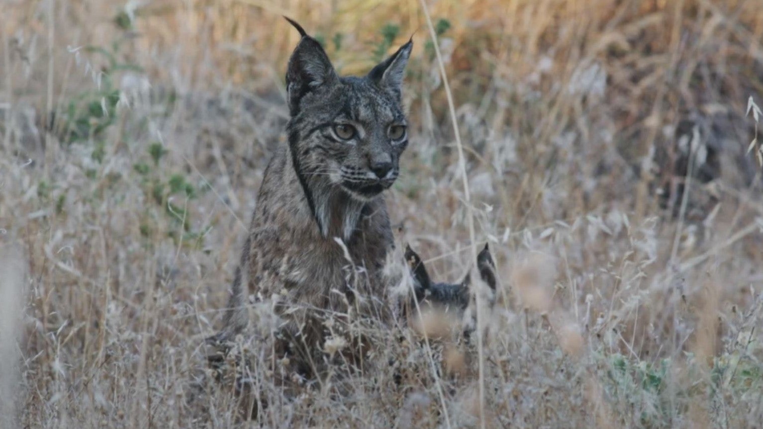 Imagem de Montado - O Bosque do Lince Ibérico