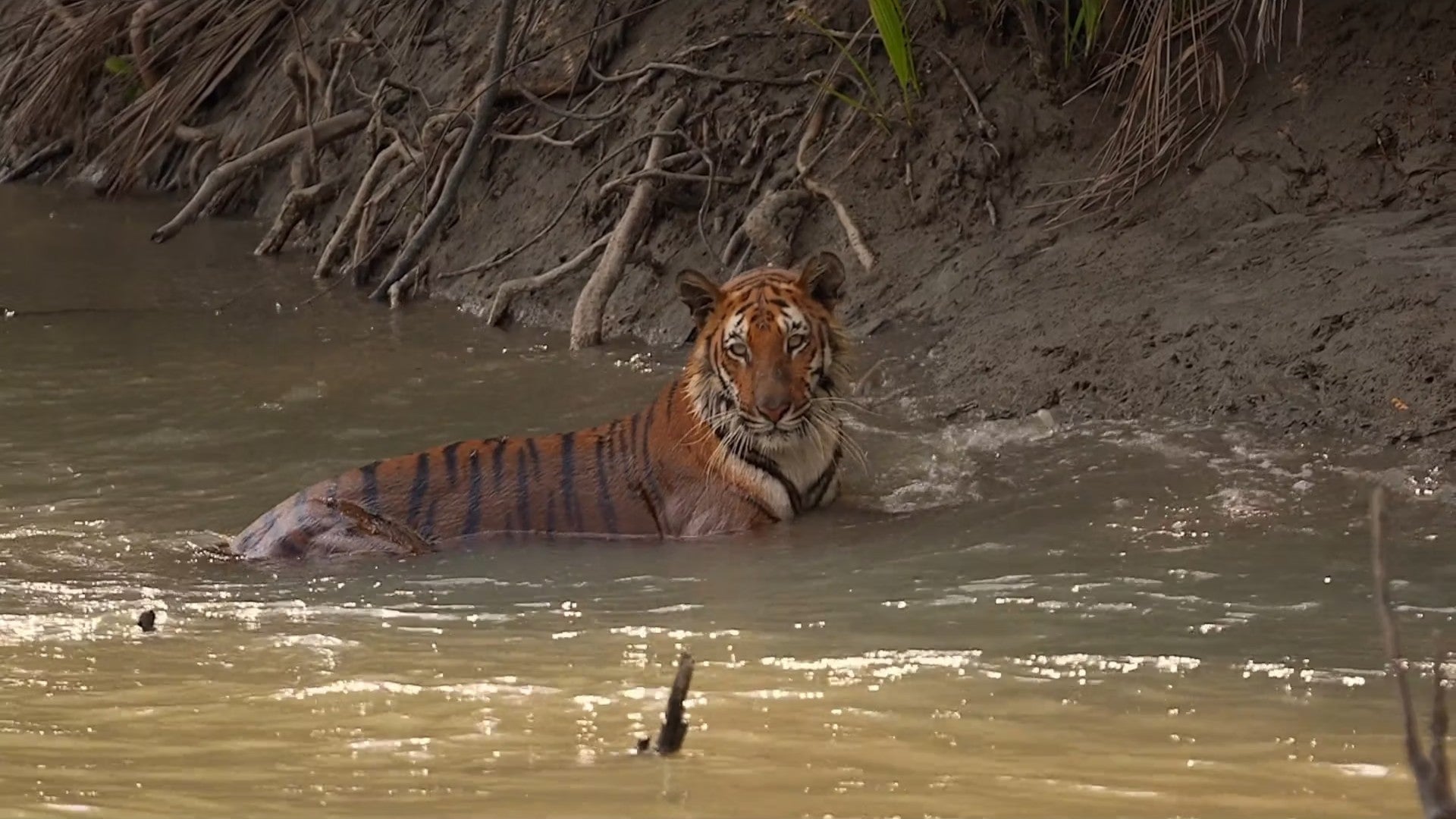 Imagem de Sundarbans, O Último Reino do Tigre