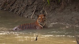 Sundarbans, O Último Reino do Tigre