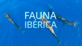 Fauna Ibrica