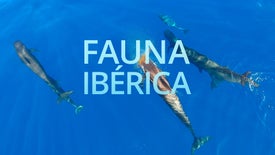 Fauna Ibérica