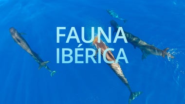 Imagem de Fauna Ibérica