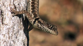 Pantanal Ameaado