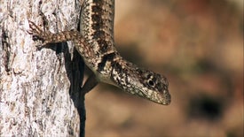 Pantanal Ameaçado