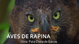 Imagem de Aves de Rapina: Uma Pata Cheia de Garras