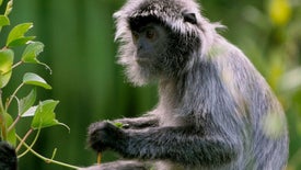 Imagem do Programa / Episiódio - Macaquices! Os Nossos Parentes Mais Próximos