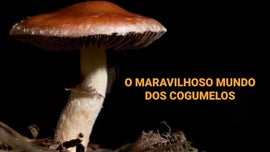 Imagem de O Maravilhoso Mundo dos Cogumelos