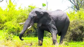 Imagem do Programa / Episiódio - Gigantes e Selvagens