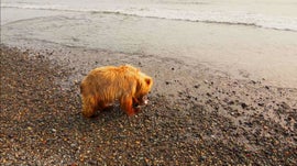 Imagem de Gigantes e Selvagens
