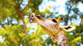 Imagem de Gigantes e Selvagens