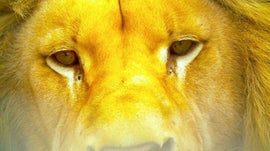 Imagem de Gigantes e Selvagens