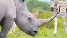Imagem de Gigantes e Selvagens