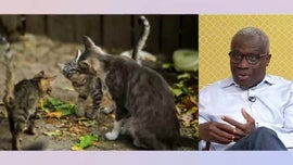 Imagem de Animais de Rua: Riscos e Consciencializa��o