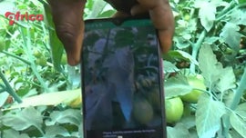 Imagem de Inova��o na Agricultura e Prim�rdios da IA em �frica