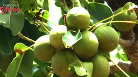 Imagem de Progressos na Transforma��o de Mat�rias-primas e nos Pagamentos Intra-africanos