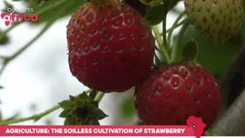 Imagem de Horticultura