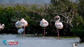 Imagem de A Import�ncia de Conserva��o dos Mangais