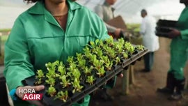 Imagem de A Sustentabilidade da Agricultura no Brasil