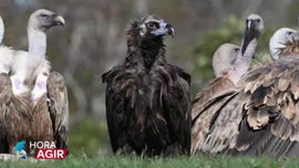 Imagem de Esp�cies Amea�adas em Portugal e o Esfor�o Para as Trazer de Volta