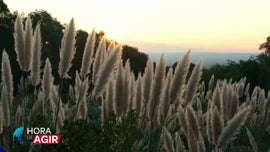 Imagem de Combate �s Esp�cies Invasoras Que Amea�am os Ecossistemas