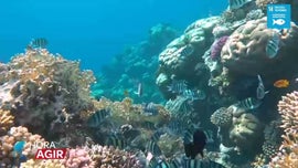 Imagem de Preserva��o dos Oceanos e dos Recifes de Coral