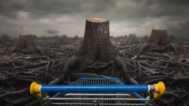 Imagem de Ikea, O Ca�ador de �rvores