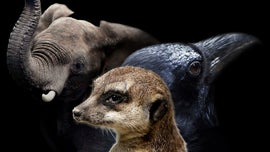 Imagem de Culturas dos Animais