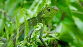 Imagem de A Vida Desperta