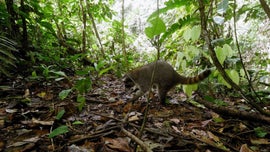 Imagem de Selvas Antigas