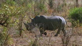 Imagem de A Floresta das Borboletas